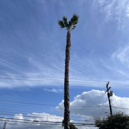 25 ft palm tree trimmed after 10 years untouched 25 ft palm tree trimmed after 10 years untouched
