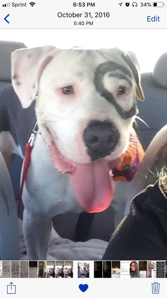 CANINE COUTURE PET SPA & BOARDING Updated May 2024 24 Photos & 30 Reviews 13227