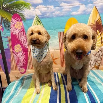 Easy Breezy Pet Groom & Grub - Pet Stores Near Me - La Mesa, California Easy Breezy Pet Groom & Grub - Pet Stores Near Me - La Mesa, California