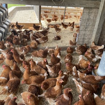 Cider Hill Farm - Chickens! - Pick Your Own Farms Near Me - Amesbury, Massachusetts