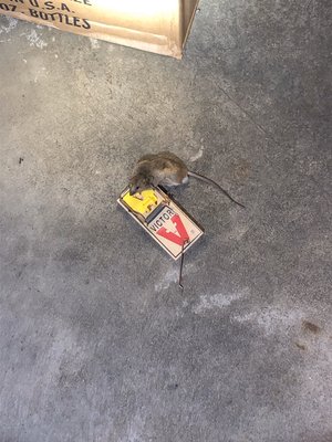 Rodents - Family owned business with many years of experience,providing excellent and top class service. Rodents - Family owned business with many years of experience,providing excellent and top class service.