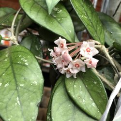 The Greenhouse Flower Shoppe