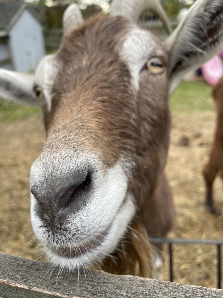 Ray of Light Farm - equestrian in East Haddam, CT