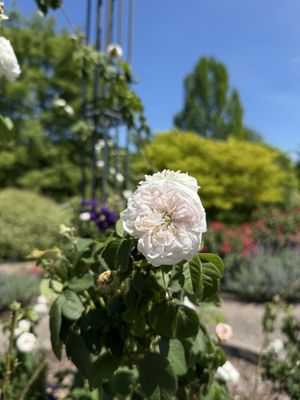 Lewis Ginter Botanical Garden by null