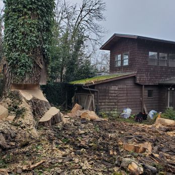 The Tree Guys - Tree Services Near Me - Springfield, Oregon The Tree Guys - Tree Services Near Me - Springfield, Oregon