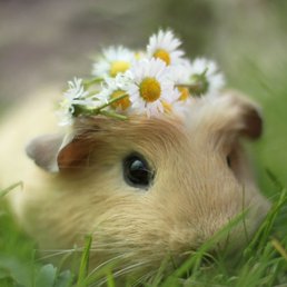 a guinea with a flower crown on its head a guinea with a flower crown on its head