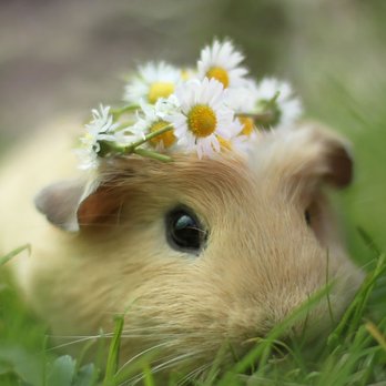 Sabor Latino Restaurant - a guinea with a flower crown on its head - Latin American Near Me - Milford, Massachusetts Sabor Latino Restaurant - a guinea with a flower crown on its head - Latin American Near Me - Milford, Massachusetts
