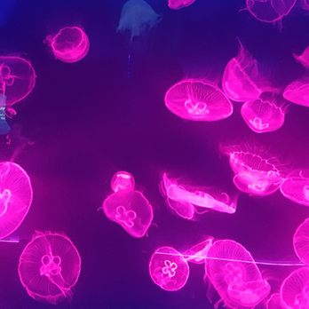 Sealife - Aquariums Near Me - London, XGL