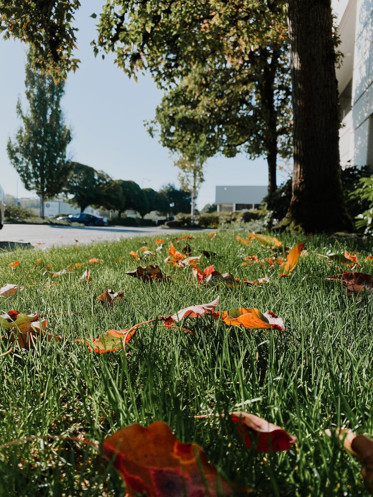 Slide of Kohl's Automatic Sprinklers