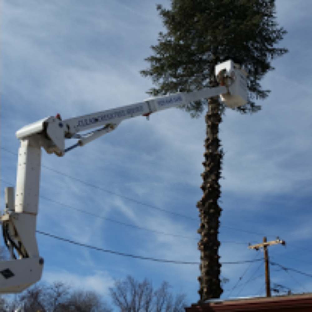 Clear Creek Tree Service - Tree Services Near Me Clear Creek Tree Service - Tree Services Near Me