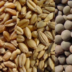 Joseph's Grainery