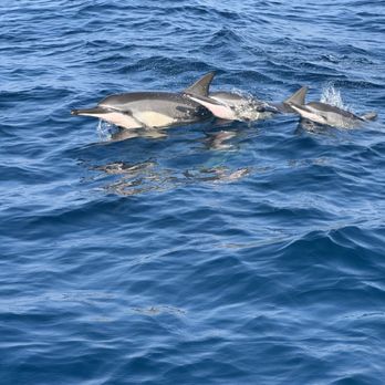 Holoholo Kai Charters - Boat Tours Near Me - Waimea, Hawaii Holoholo Kai Charters - Boat Tours Near Me - Waimea, Hawaii