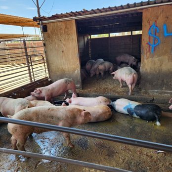 Corona Cattle - Pigs - Butcher Near Me - Corona, California