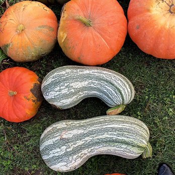 Harris Hill Farm - Squash, pumpkins - Pick Your Own Farms Near Me - New Milford, Connecticut Harris Hill Farm - Squash, pumpkins - Pick Your Own Farms Near Me - New Milford, Connecticut