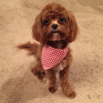 Happy Paws Pet Spa - Happy Paws Pet Spa does AMAZING work! - Pet Groomers Near Me - Lakeland, Florida