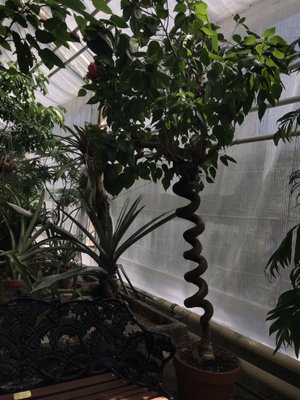 Botaniska trädgården by null