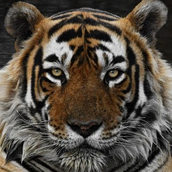 Tiger's Private Process Services - Process Servers Near Me - Lee's Summit, Missouri Tiger's Private Process Services - Process Servers Near Me - Lee's Summit, Missouri