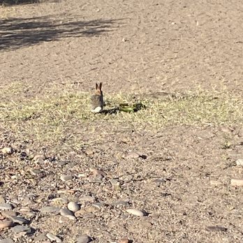 Goldfield Recreation - Parks Near Me - Mesa, Arizona