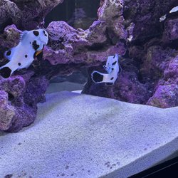 Aquatic Critter - Black Storm Clownfish