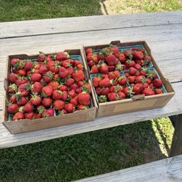 Pick your own strawberries! Pick your own strawberries!