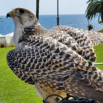 Catalina Falconry Experience - Paxon's exercise session was poetry in motion. - Active Life Near Me - Avalon, California Catalina Falconry Experience - Paxon's exercise session was poetry in motion. - Active Life Near Me - Avalon, California