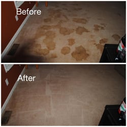 Benchmark Carpet Cleaning - Pet stains