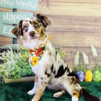 Sandy's Grooming - Annette was fantastic and made Nova's first grooming experience a positive one! - Pet Groomers Near Me - Orange, California Sandy's Grooming - Annette was fantastic and made Nova's first grooming experience a positive one! - Pet Groomers Near Me - Orange, California