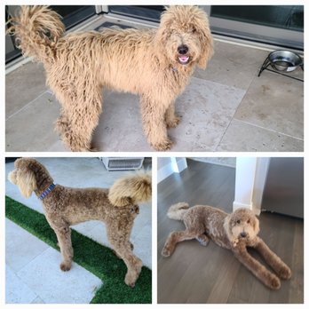 fetch dog groomer