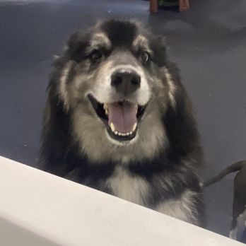 D Pet Hotels Hollywood - My silly Presley lmao - Pet Groomers Near Me - Los Angeles, California