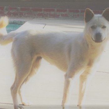 Gemcore Veterinary Services - Good Bye Baby! - Veterinarians Near Me - Chatsworth, California