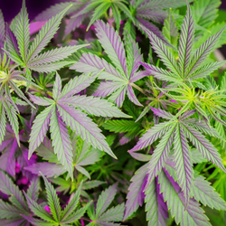Mountain Annie's Dispensary