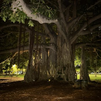 Ala Moana Regional Park - Trees along the path - Parks Near Me - Honolulu, Hawaii