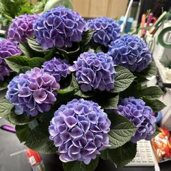 Fancy Plants' Flowers & Gifts
