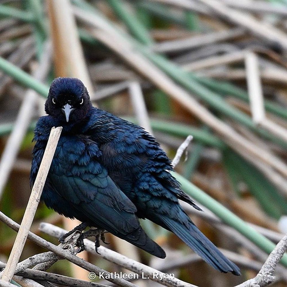 Carmel River State Beach - An, "Angry Bird?" Blackbird perched on river reeds. - Beaches Near Me - Carmel, California
