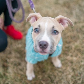 Hudson Barks - Pet Training Near Me - Jersey City, New Jersey Hudson Barks - Pet Training Near Me - Jersey City, New Jersey