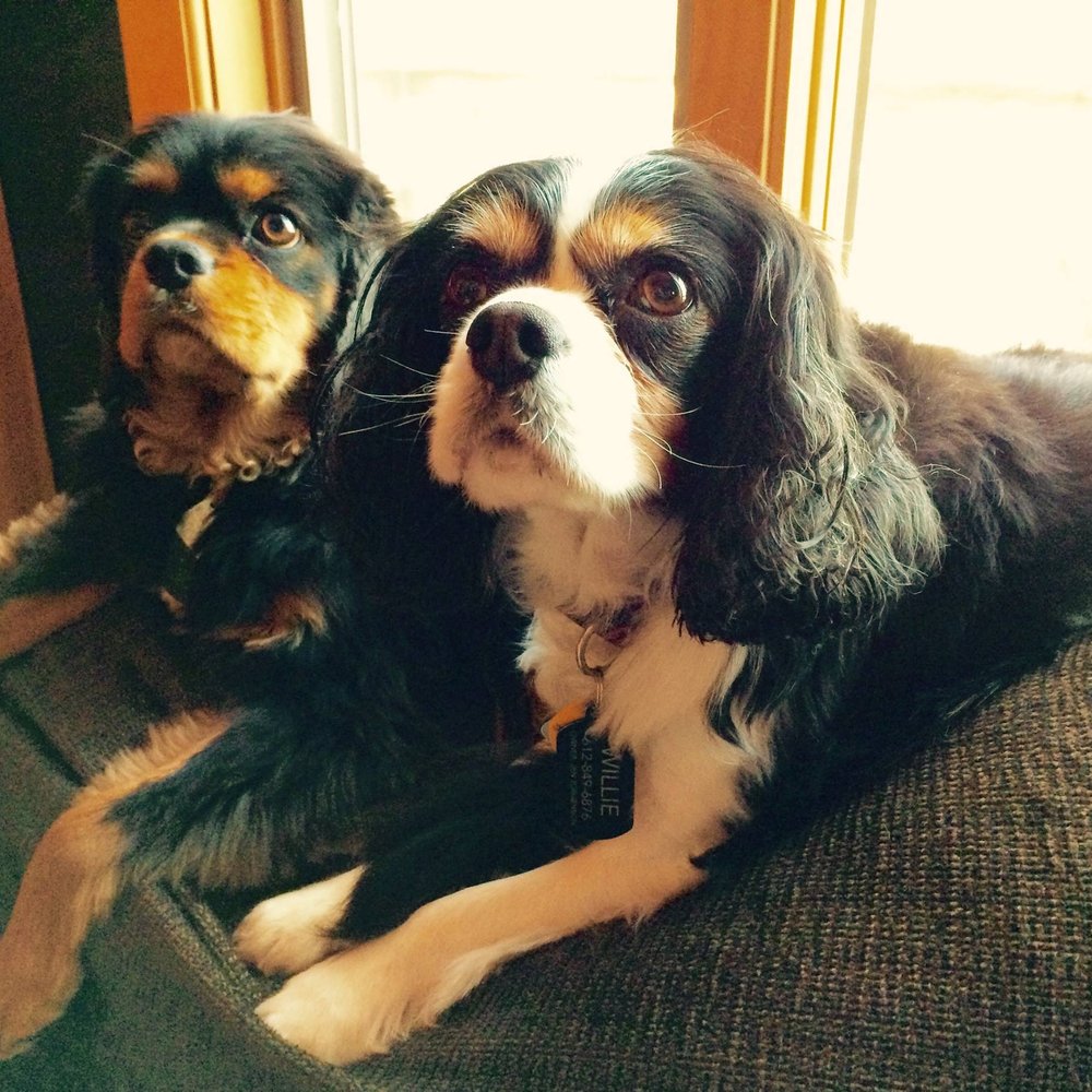 Groomsmen - Pet Groomers Near Me - Minneapolis, Minnesota