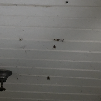 Truman Park - Spiders in the breezeway. - Apartments Near Me - Largo, Maryland
