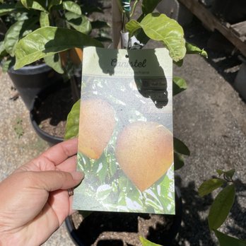 Emily Garden Nursery - Chico Sapodilla - Nurseries & Gardening Near Me - Santa Ana, California Emily Garden Nursery - Chico Sapodilla - Nurseries & Gardening Near Me - Santa Ana, California