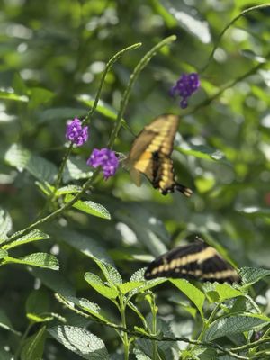 Vallarta Botanical Gardens AC by null