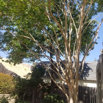 Valley Falls Tree Care - Crepe myrtle and pear trees after trimming and being thinned out - Tree Services Near Me Valley Falls Tree Care - Crepe myrtle and pear trees after trimming and being thinned out - Tree Services Near Me