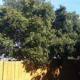 Big Oak before