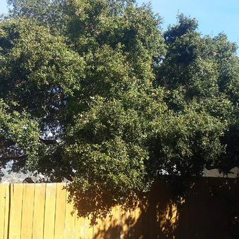 North County Tree - Big Oak before - Tree Services Near Me
