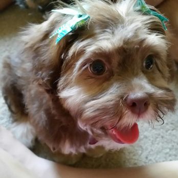 PetSmart - After her puppy grooming. - Pet Training Near Me - Fresno, California PetSmart - After her puppy grooming. - Pet Training Near Me - Fresno, California