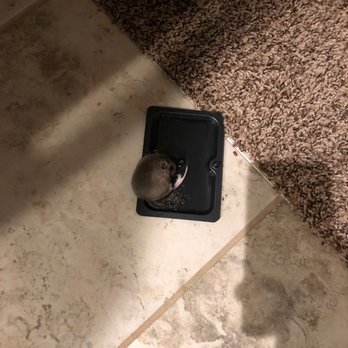 MGC Leasing and Property Management - Mice for nearly a year - Property Management Near Me - Lees Summit, Missouri MGC Leasing and Property Management - Mice for nearly a year - Property Management Near Me - Lees Summit, Missouri