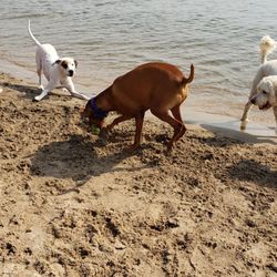 Gillson Park Dog Beach