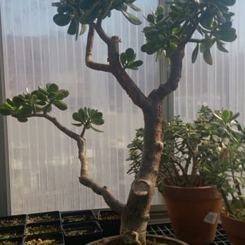 Wolf Trap Nursery - A Jade! - Nurseries & Gardening Near Me - Vienna, Virginia