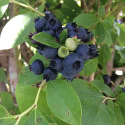 Wild Berry Farm