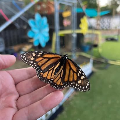 Sustainable Family Services - grief counselor in Saint Petersburg, FL