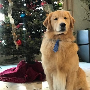 Moana Pet Services - Logan - Christmas 2017 - Pet Sitting Near Me