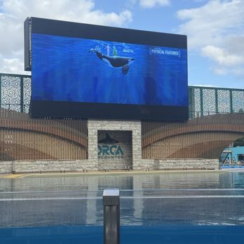 Orca Encounter - Whale Watching Tours Near Me - Orlando, Florida